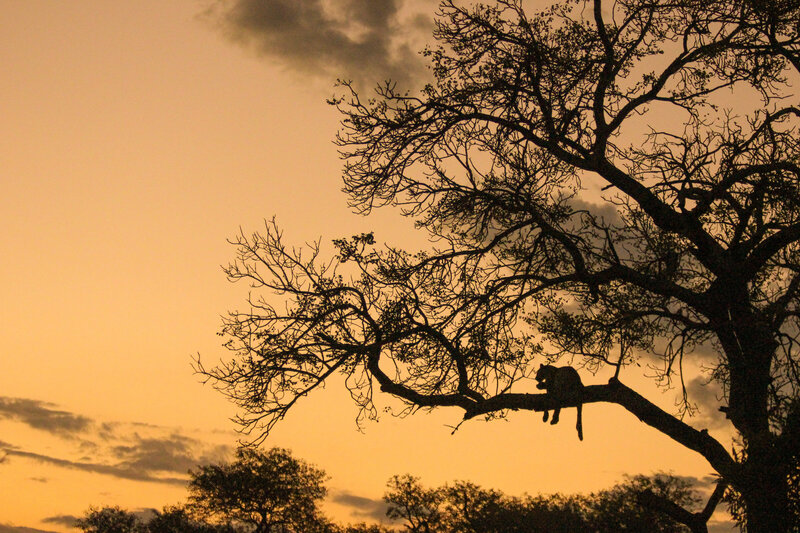 African wilderness