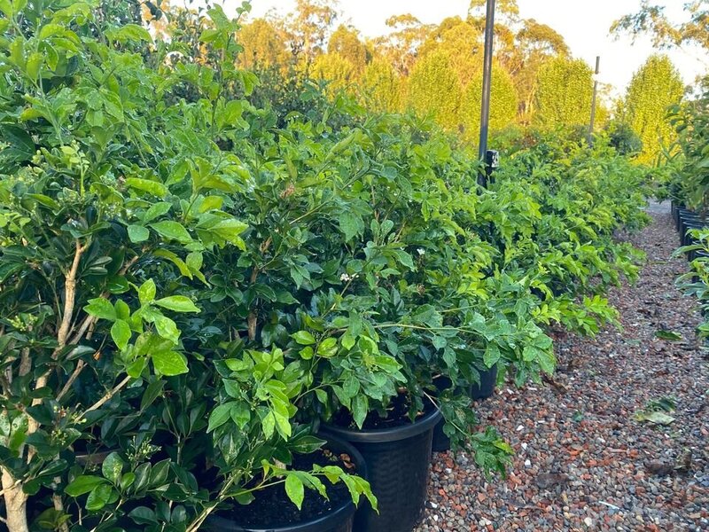 Orange Jasmine | Mock Orange | Murraya Paniculata | Sydney Hedging Plants