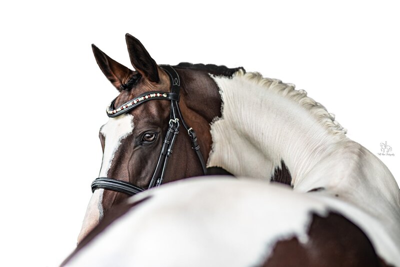 18. Southern Highlands Equine Photographer pinto horse on white background Half Steps Photography