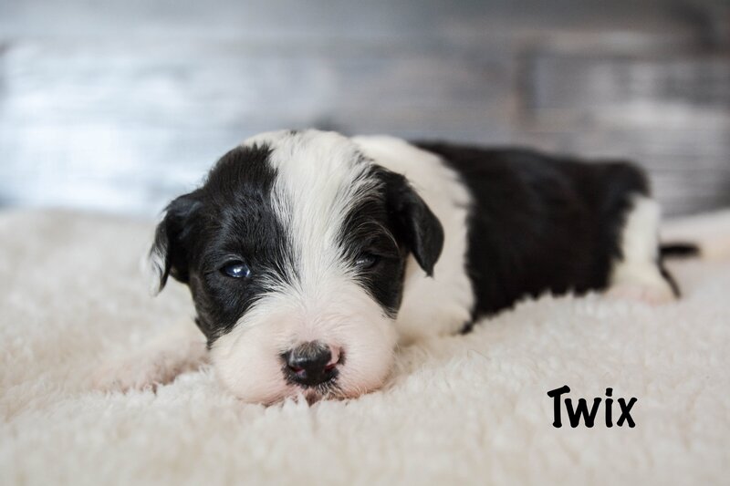 Available Mini and micro Sheepadoodle Puppies