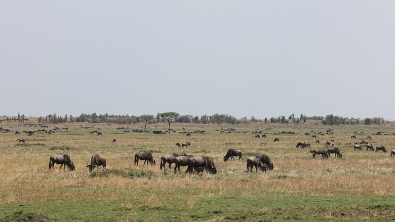 safariedited-427