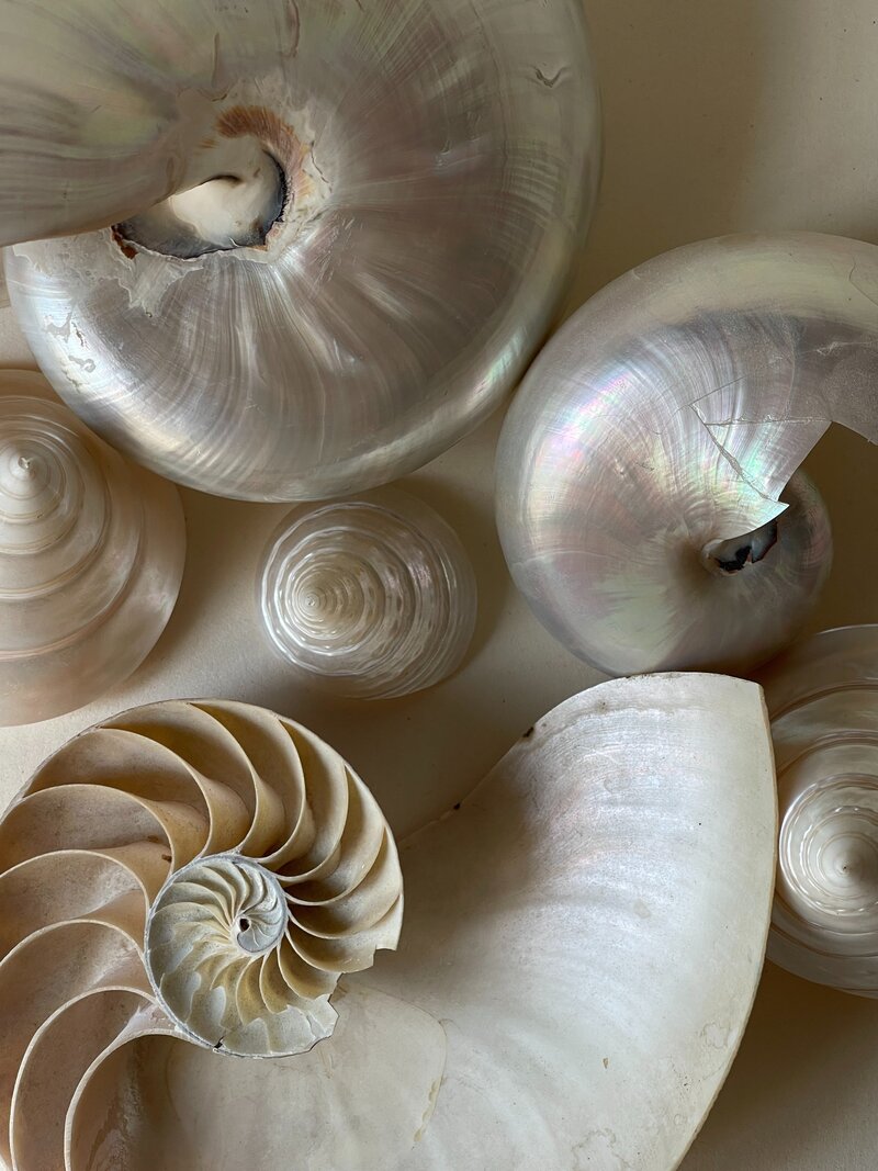 Collection of pearlescent  sea shells