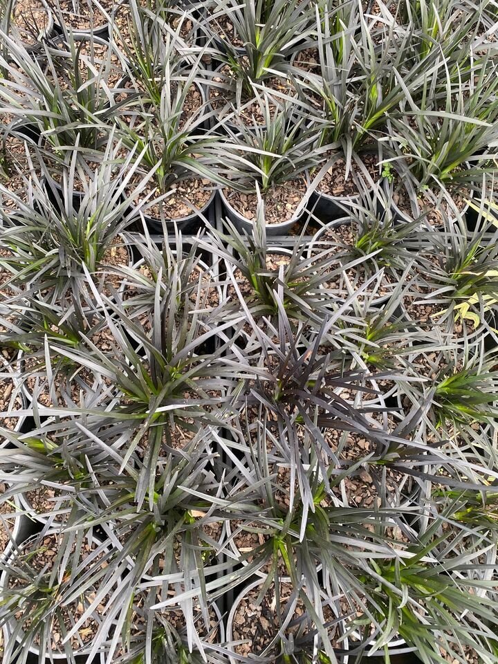 Black Mondo Grass - Ophiopogon Planiscapus