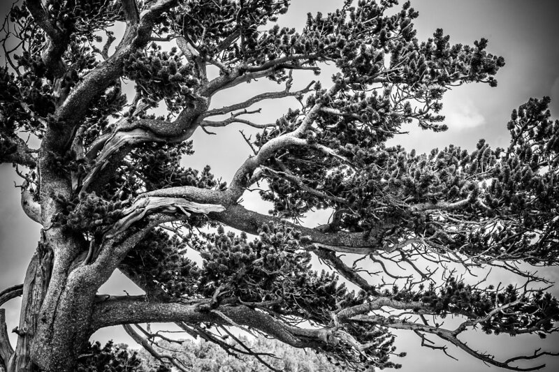 tree blowing in the wind