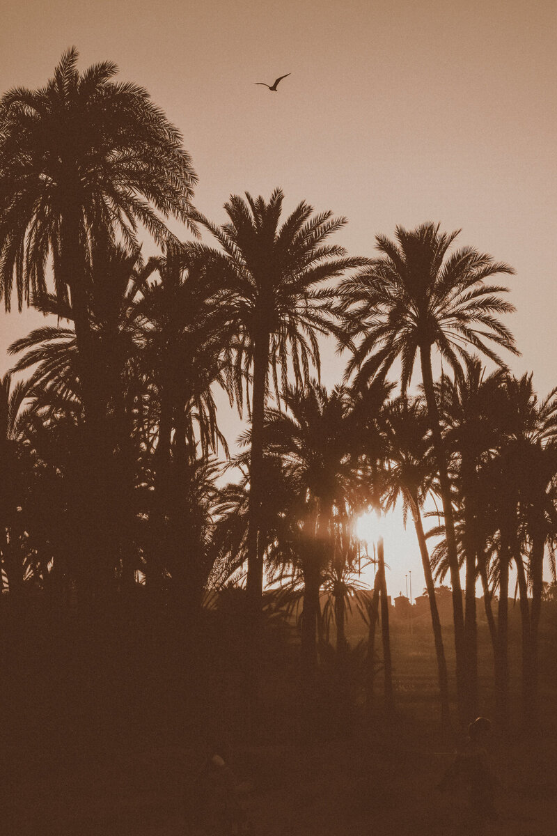 Dear Palm Springs-46