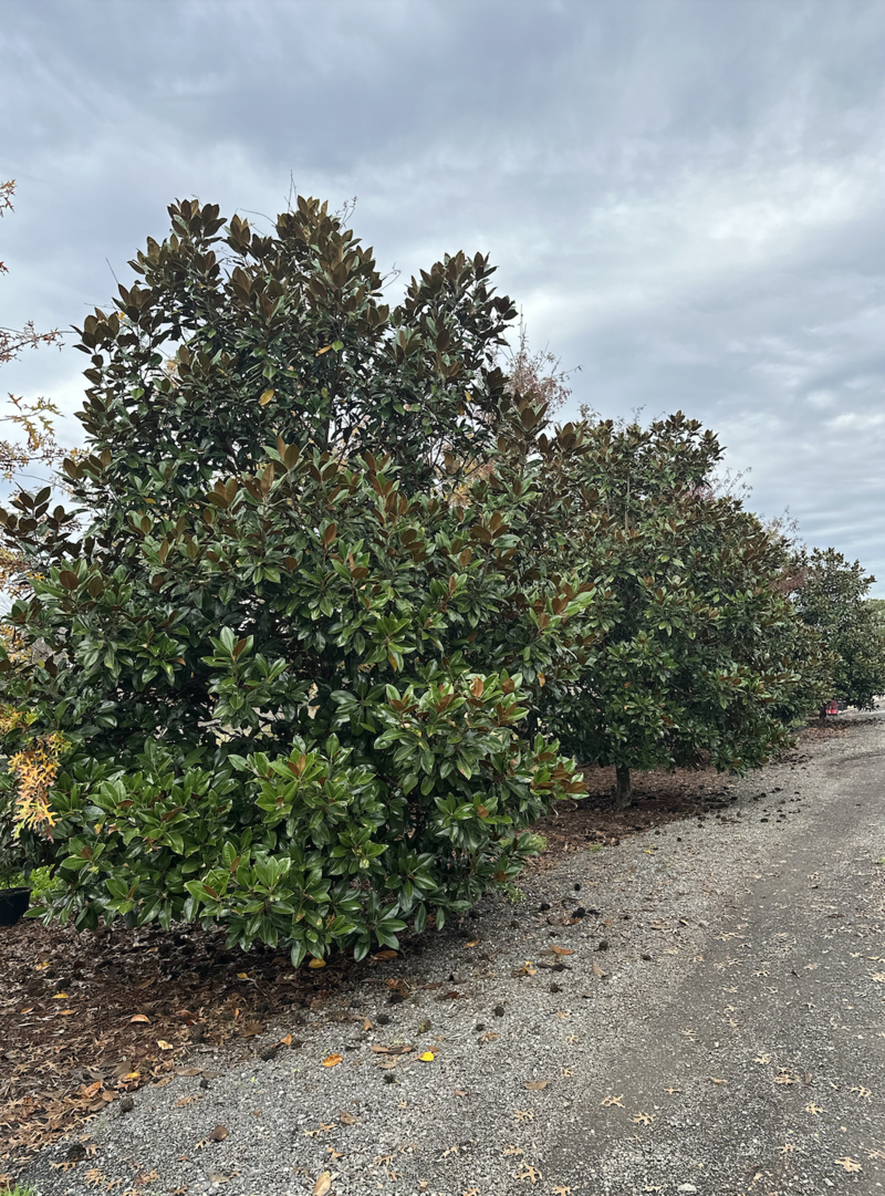 Exground Magnolia Grandiflora - Mature Trees Sydney - Go Green Nurseries