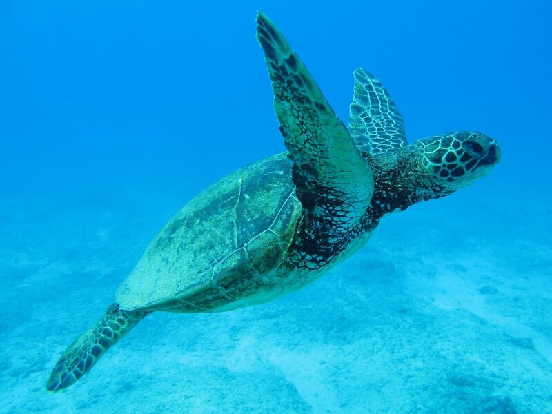 oahu-where-to-see-turtles