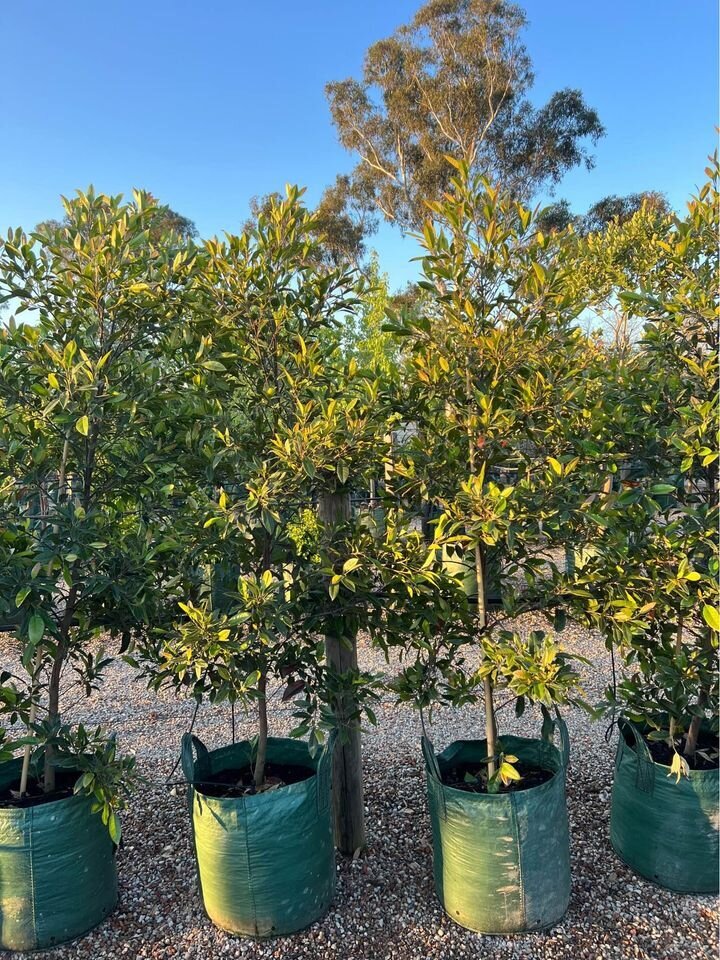 Elaeocarpus Reticulatus - Blueberry Ash Prima Donna - Australian Natives