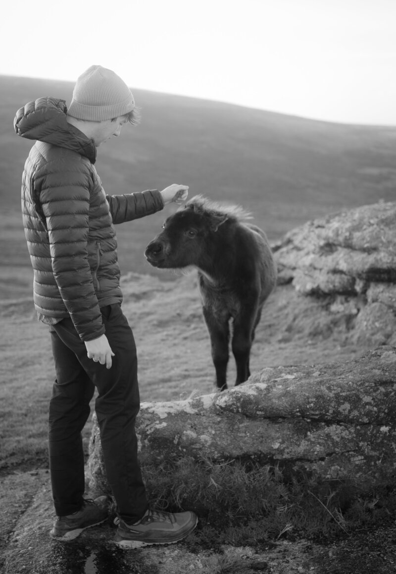 Dartmoor Pony Elliot Govier