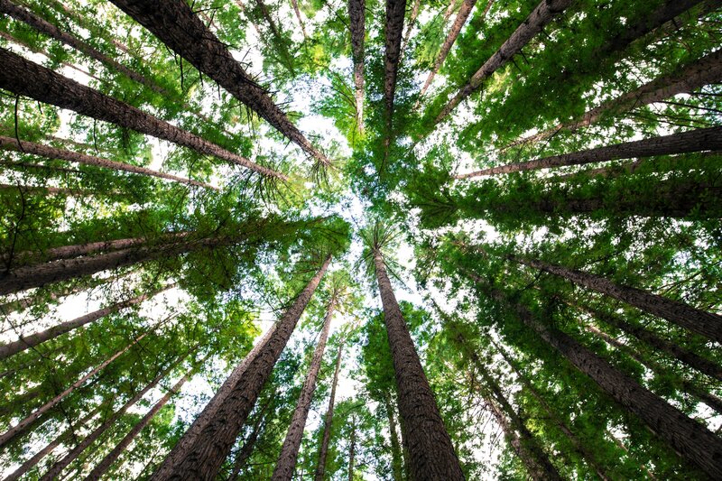 A view of tall tree tops in the forest looking up at the view