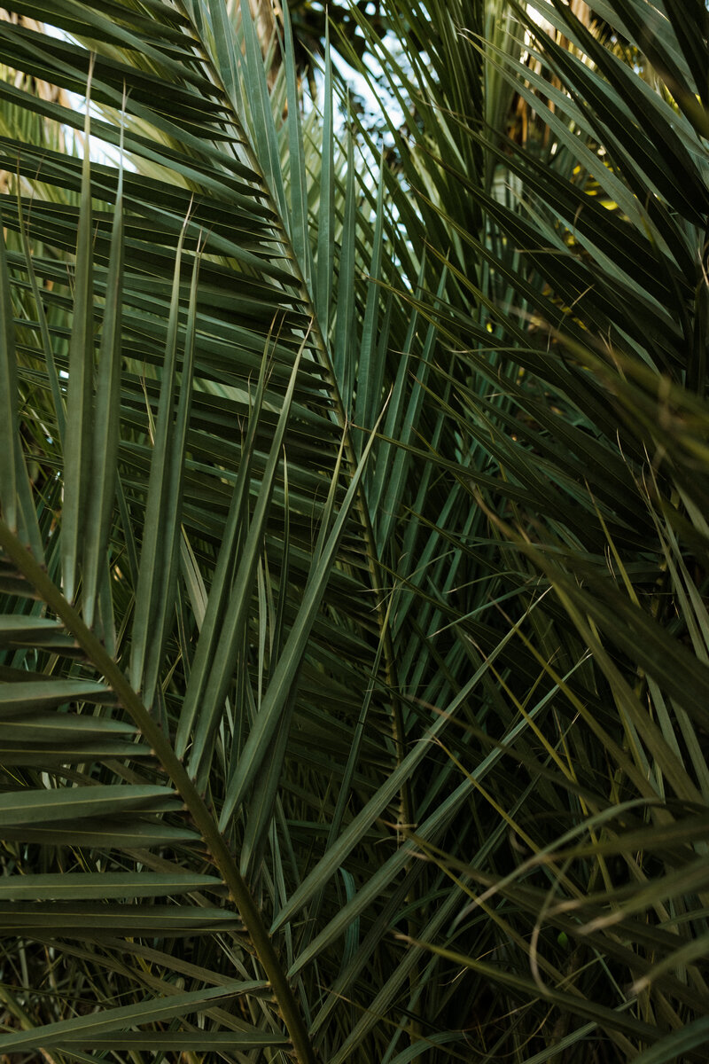 kaboompics_free-nature-backgrounds-tropical-plants-and-palms-mediterranean-warm-tones-wallpapers-37885