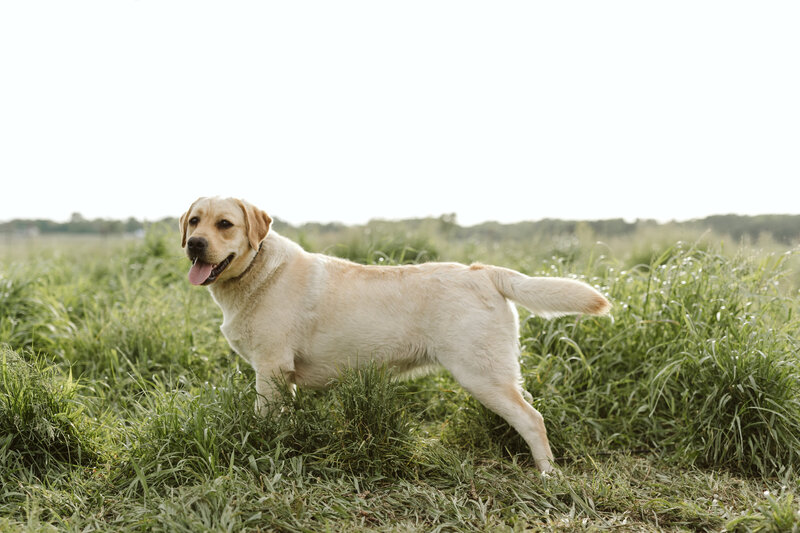 Sylvie | Yellow English Labrador | Hearthstone Labradors