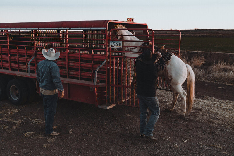 Two Cowboys Guiding A Horse Into Its Trailer, From The Lore Of The Range Collection