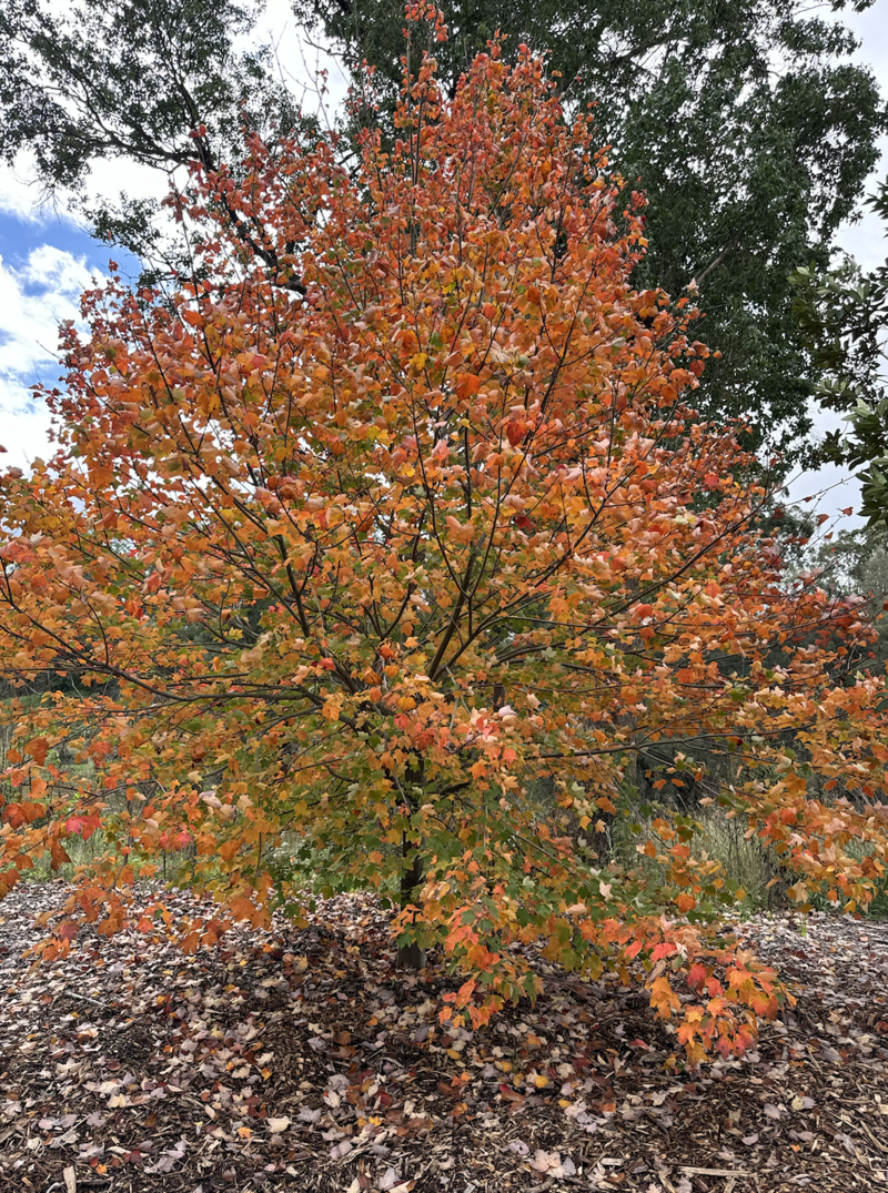 Acer x Freemanii - Lipstick Maple Autumn Blaze - Go Green Nurseries - Mature Trees Sydney - Plant Nursery