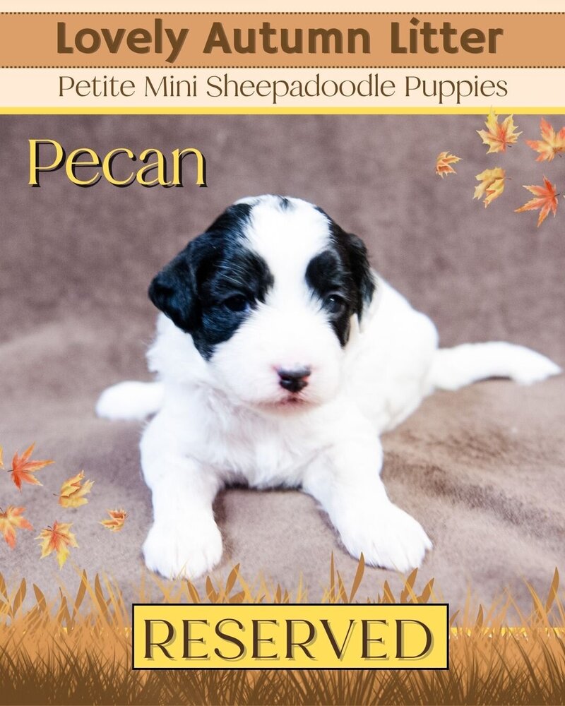 Autumn - Yellow Pecan Female