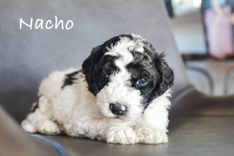 Available Mini and micro Sheepadoodle Puppies