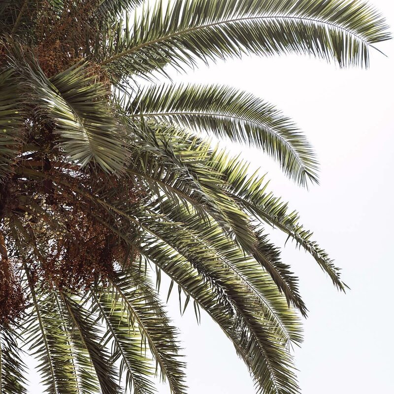 Close-up of elegant date palm tree leaves against a bright white sky, used as a decorative background image in the Xanthe Bookkeeping Contact page hero section.