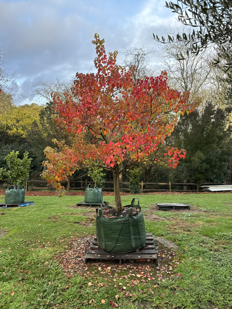 Triadica sebifera - Chinese Tallow Tree - Mature Trees Sydney - Go Green Nurseries