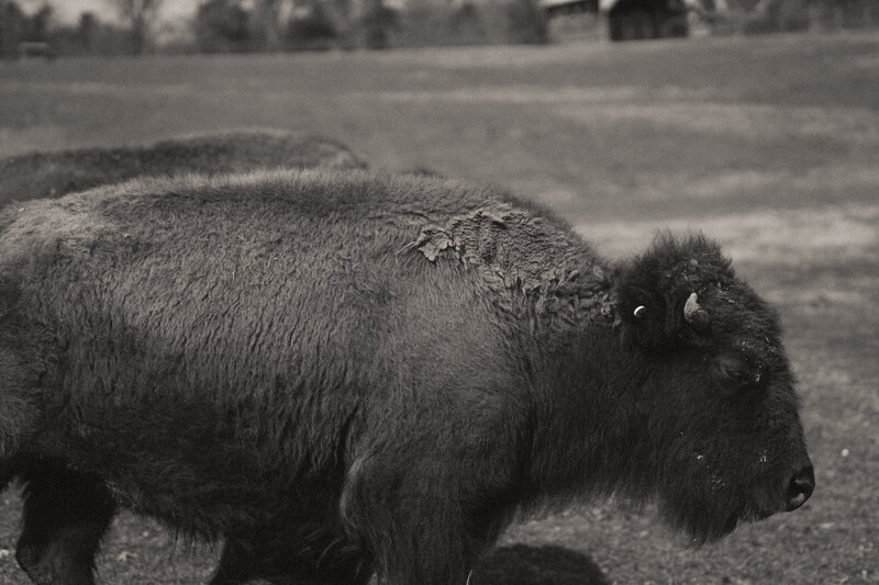 Lazy G Bison Ranch Western Branding Session (154 of 100)
