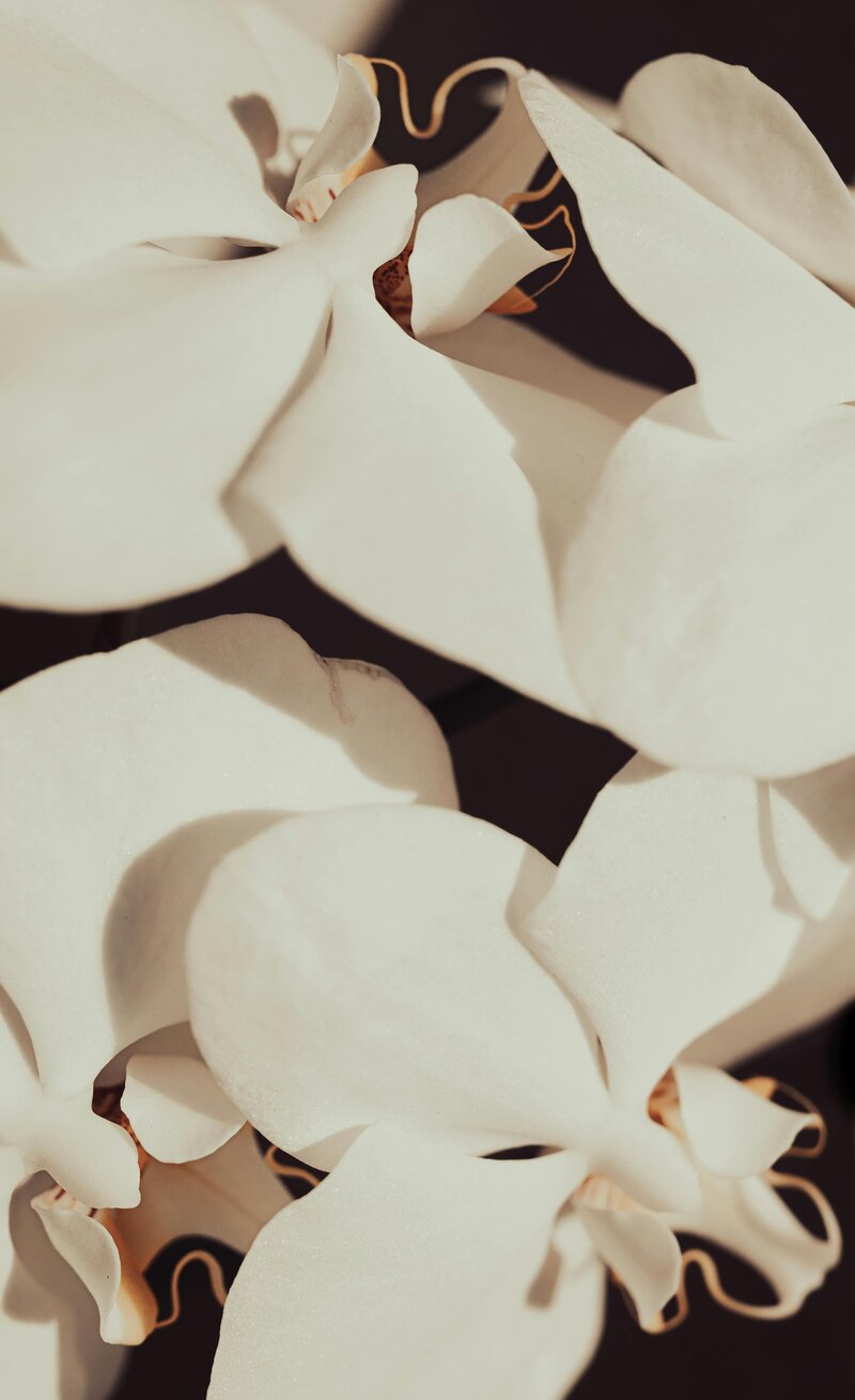 A white orchid background symbolizing elegance and beauty, perfect for a lifestyle brand. This image represents the holistic branding approach of a web design agency that specializes in custom websites for lifestyle businesses.