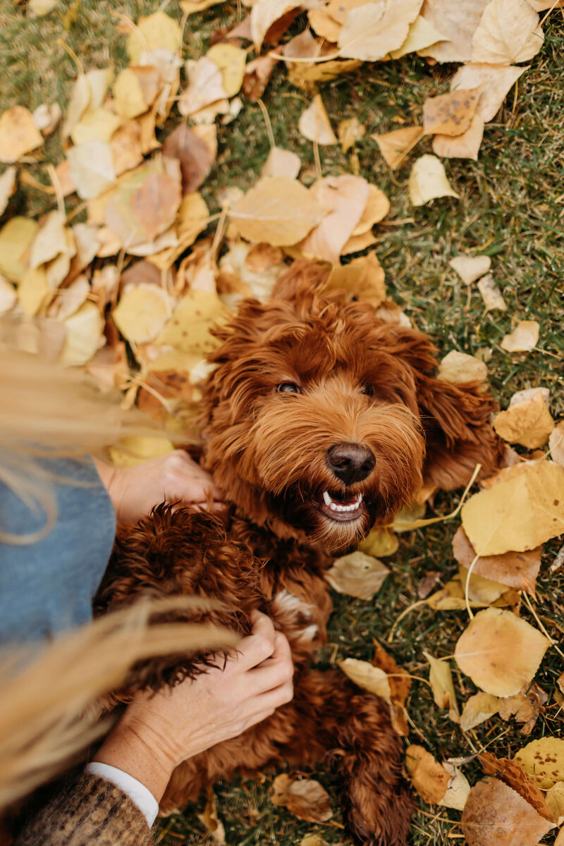 Australian-Labradoodle-Dog-Breeder-British-Columbia_(102)