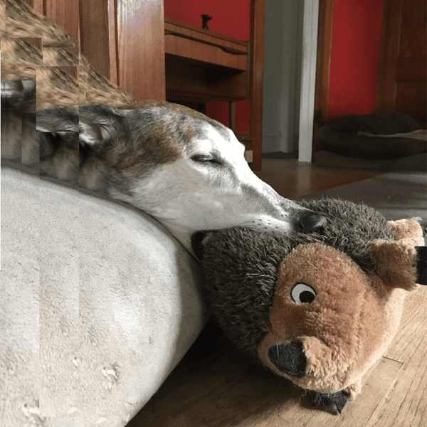 maude the greyhound sleeps with toy in mouth