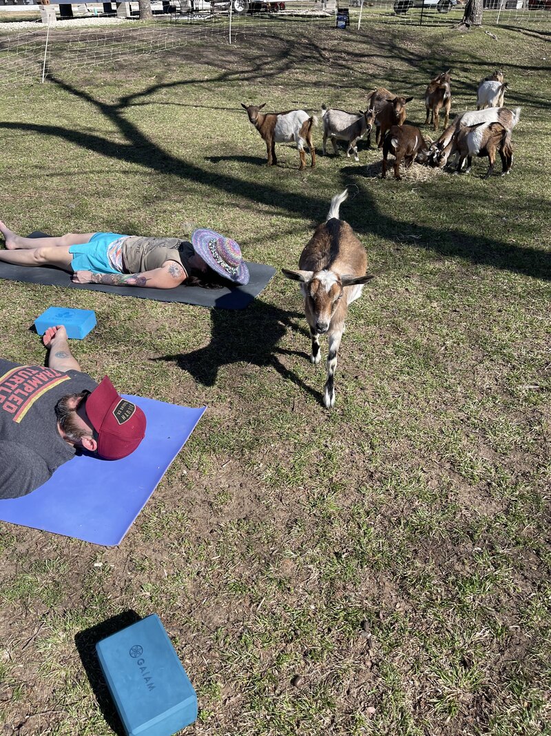 goat yoga kingston oklahoma | goat yoga lake texoma | goat yoga texoma | things to do on lake texoma | things to do in texoma | things to do in kingston oklahoma | goat yoga durant | yoga texoma