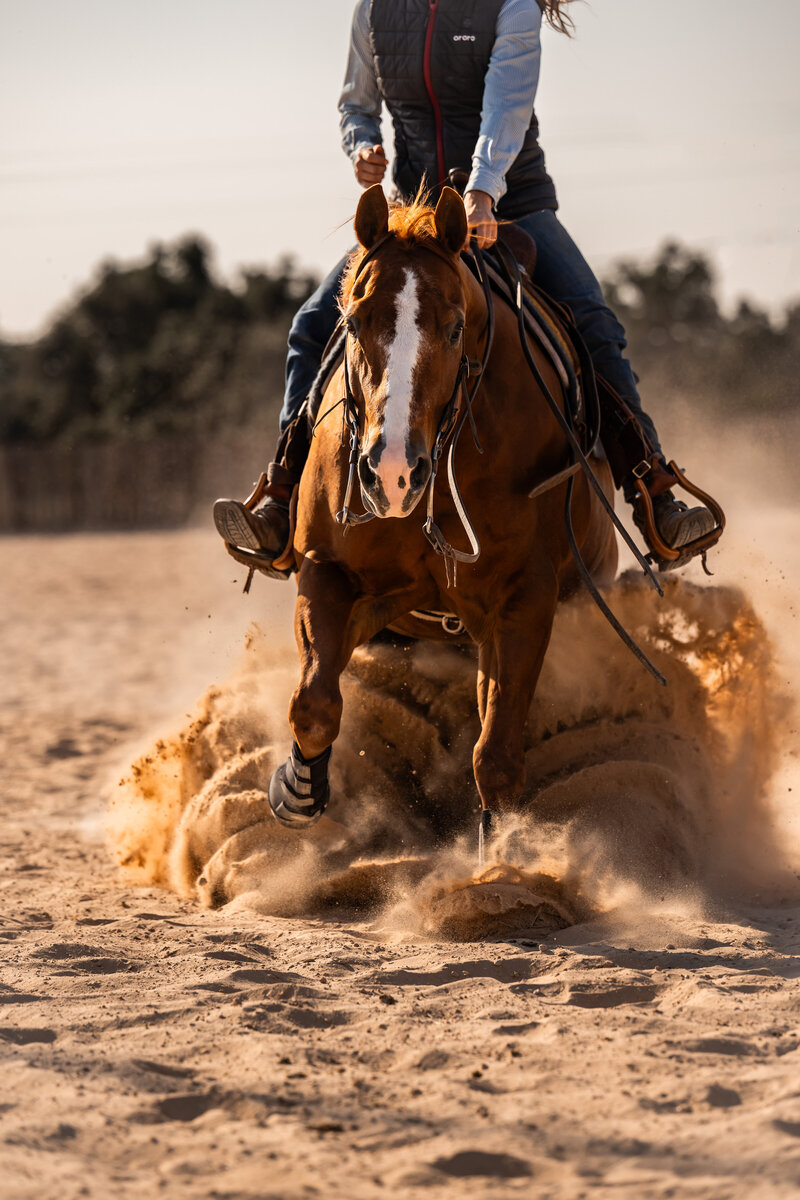 Equestrian photography houston