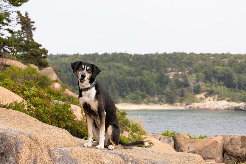 dog on a hike