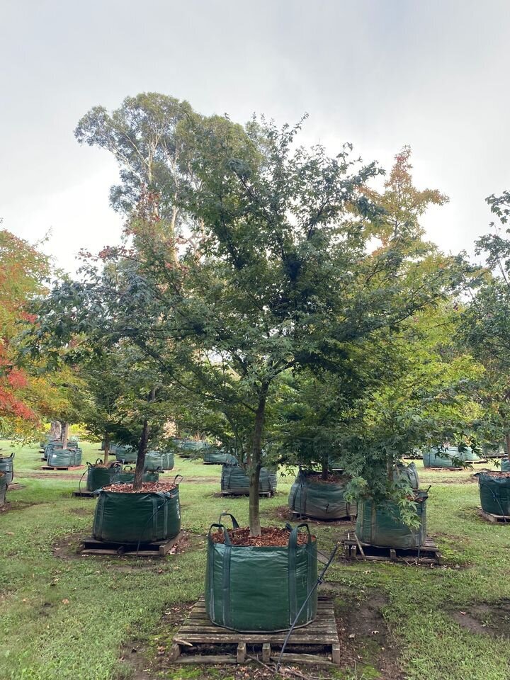 Go Green Nurseries - Mature Acer Palmatum - Japanese Upright Maple tree