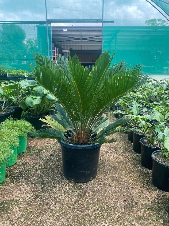 CYCAS REVOLUTA Mature sago cycad palm - exotic plants and trees sydney - go green nurseries