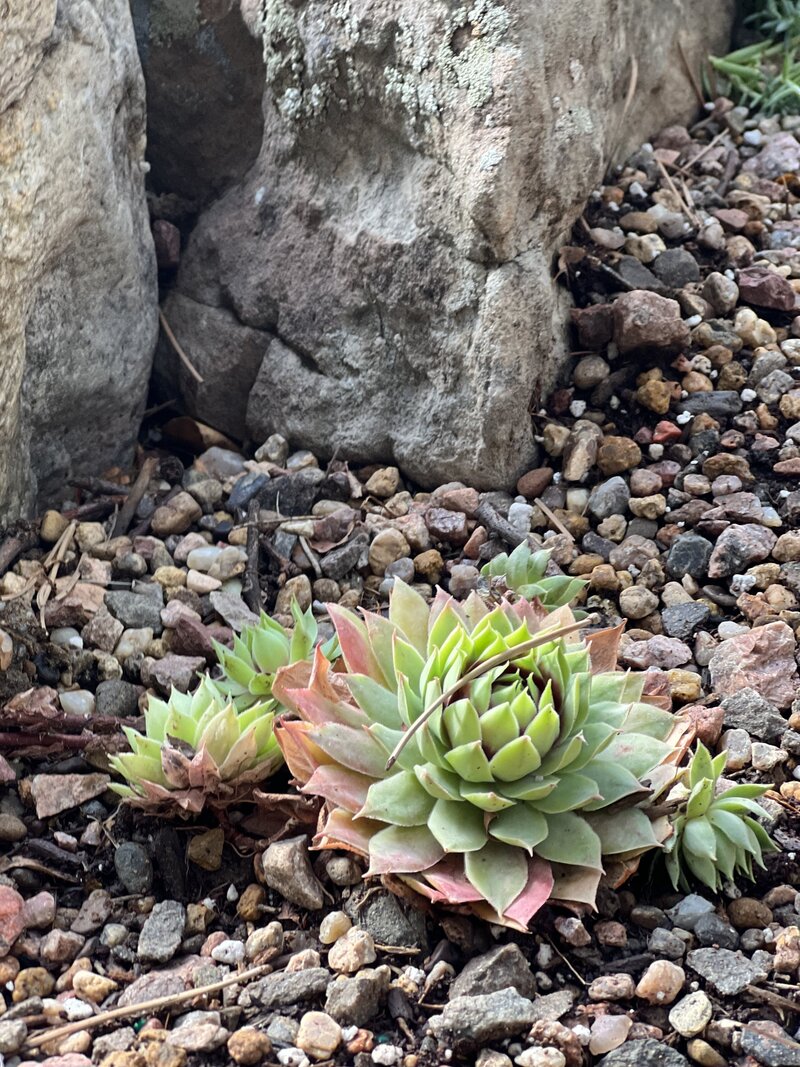 A hens-and-chicks succulent plant nestled between two large rocks on a bed of multicolored gravel, demonstrating drought-tolerant landscaping.