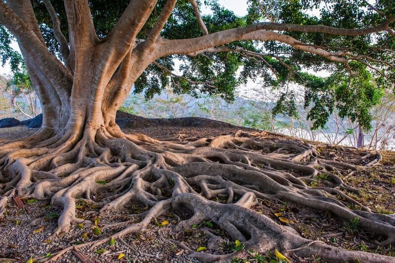 tree roots