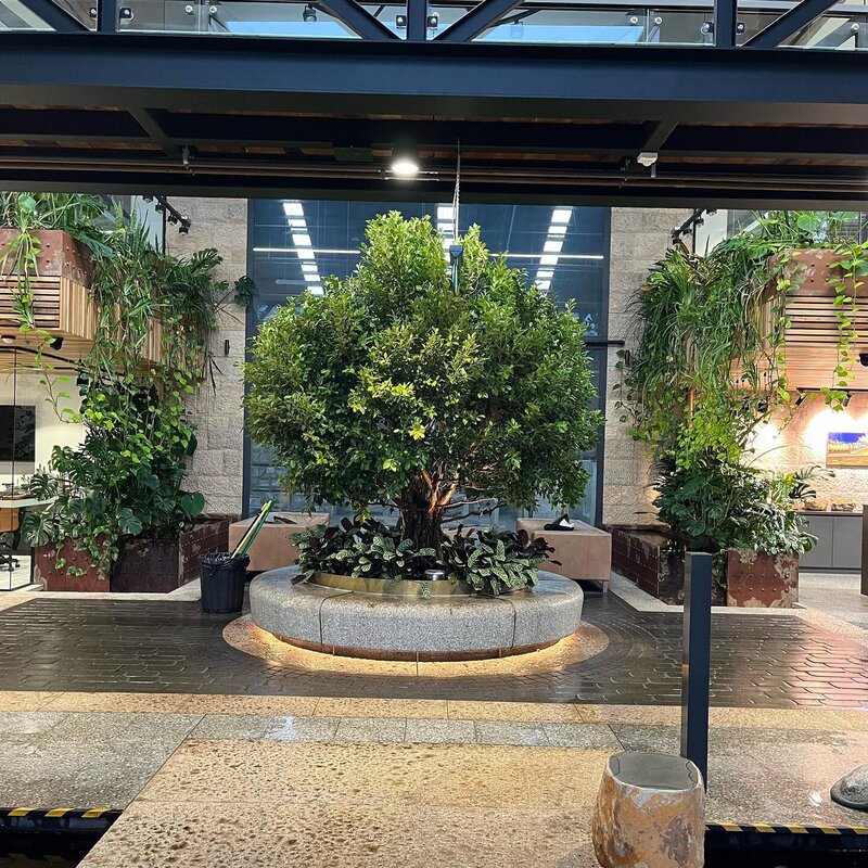 Go Green Nurseries - Weeping Hills Fig Ficus Hillii