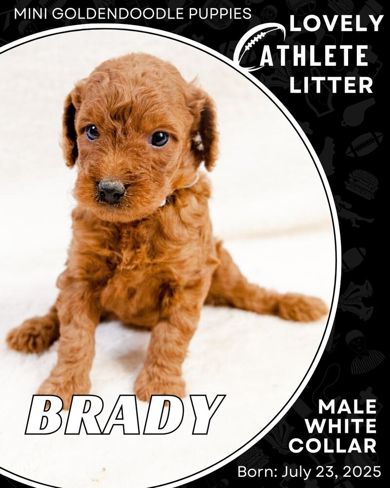 Athlete - White Brady Male