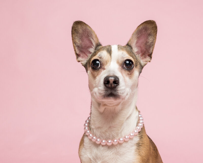 A chihuahua-type dog with big ears is wearing a pink necklace and in front of a pink wall
