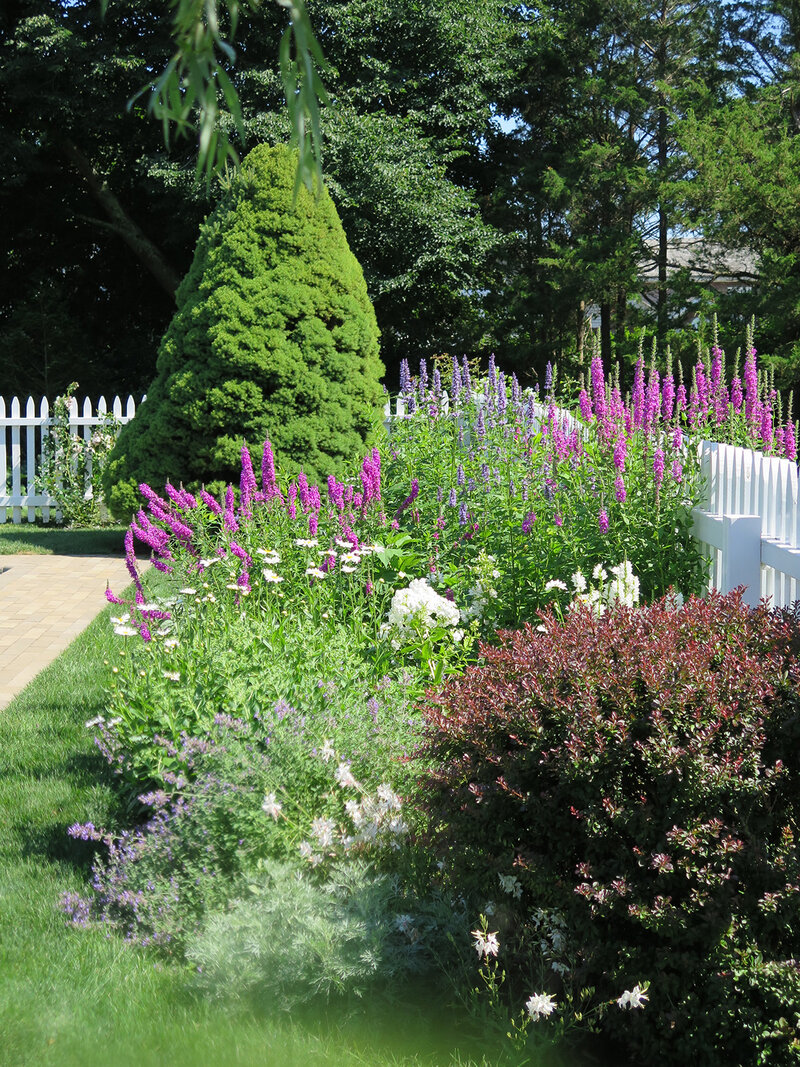 Bright green, burgundy, and vibrant purple landscaping in yard with white picket fence