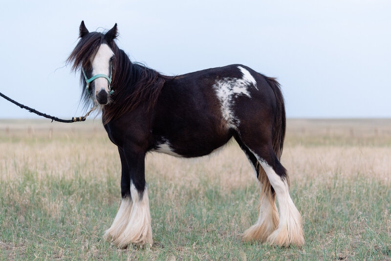 Clementine is a beautiful bay and white paint Gypsy cob born at Wild Prairie ranch