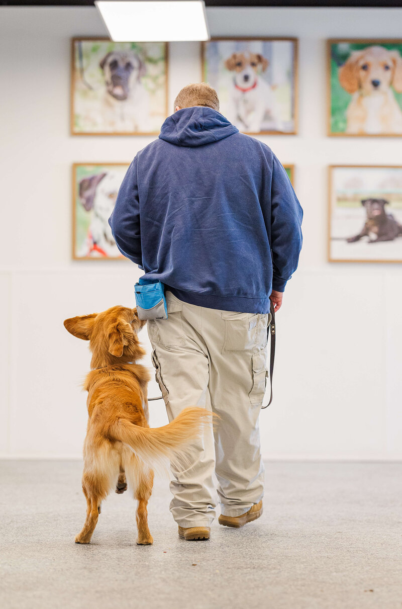Dogology University trainer walking nicely with a golden retriever indoors at the training facility in Canton, MI