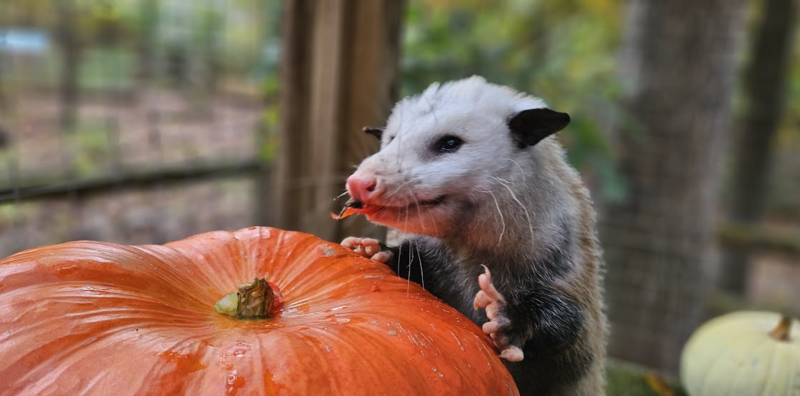 opposum