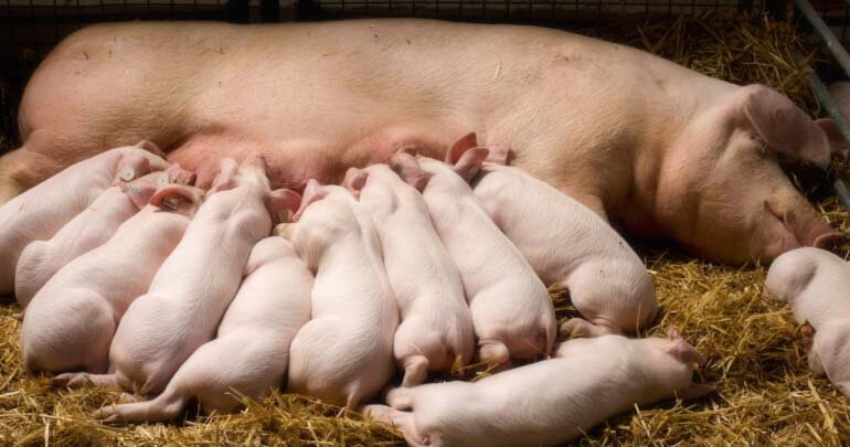piglets suckling from their mom