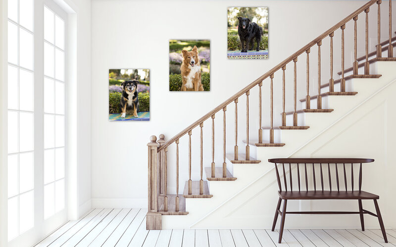 dog_art_stairs