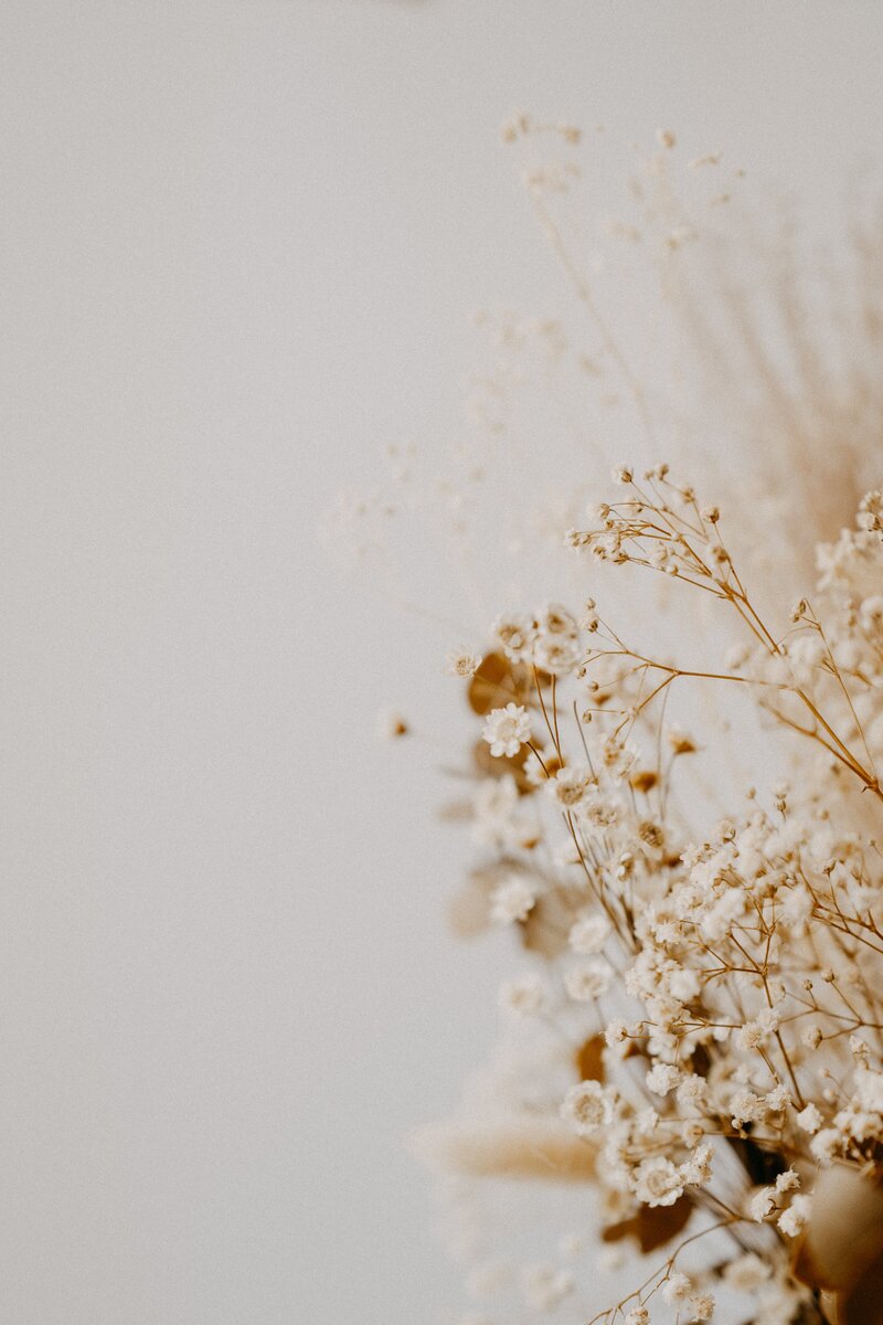 Photo fleurs séchées gypsophile sur fond clair