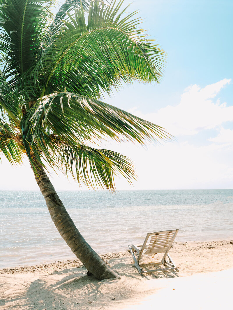 Chair next to a palm tree on the beach