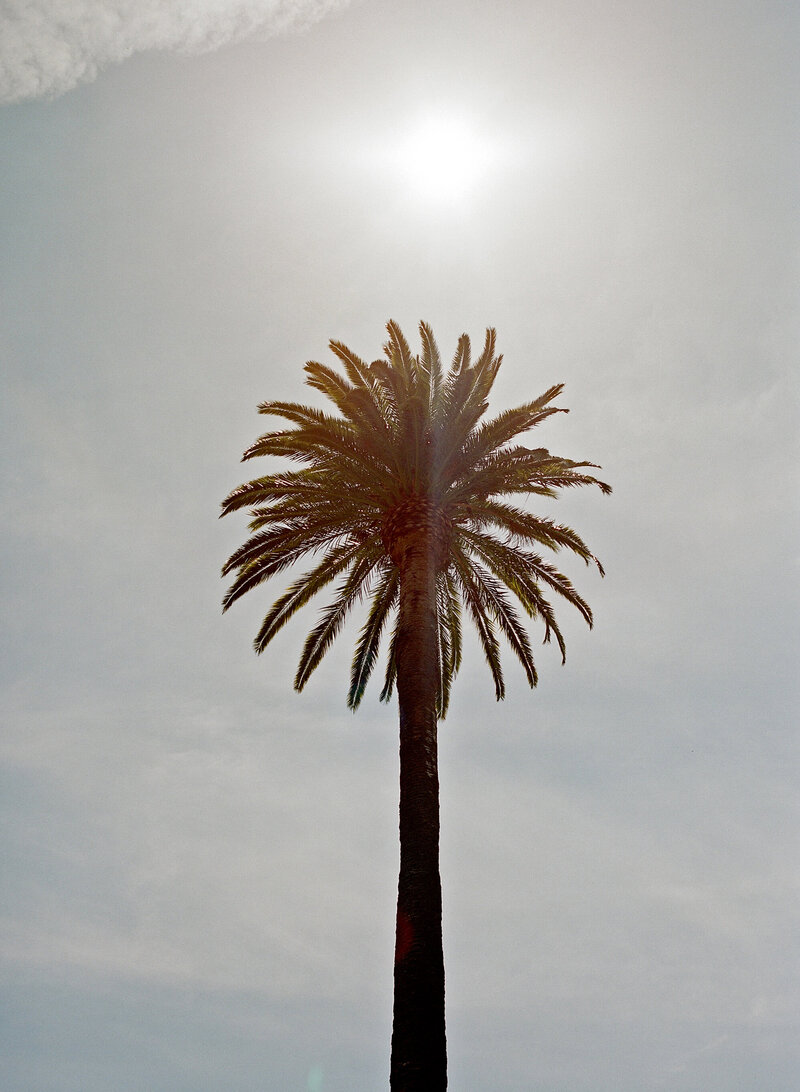 Wedding photo of California trees