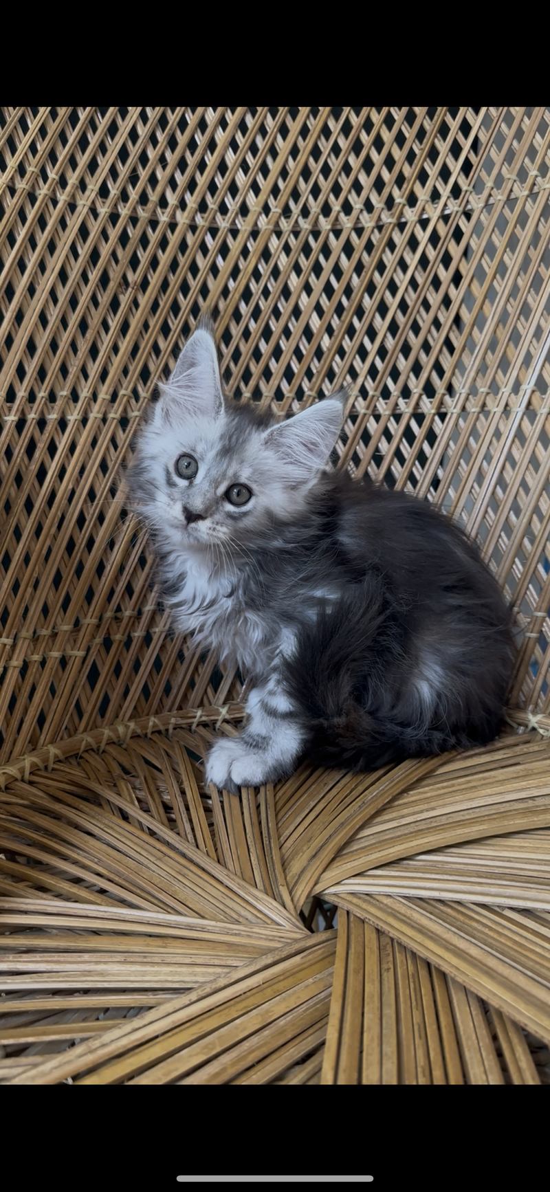 3 month old boy Maine Coon being playful in Wisconsin.