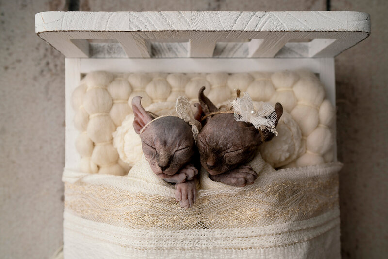 Sphynx kitten photo shoot in newborn bed