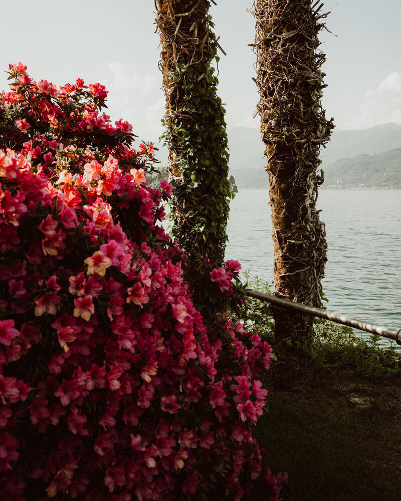Bush with pink flowers next to a body of water