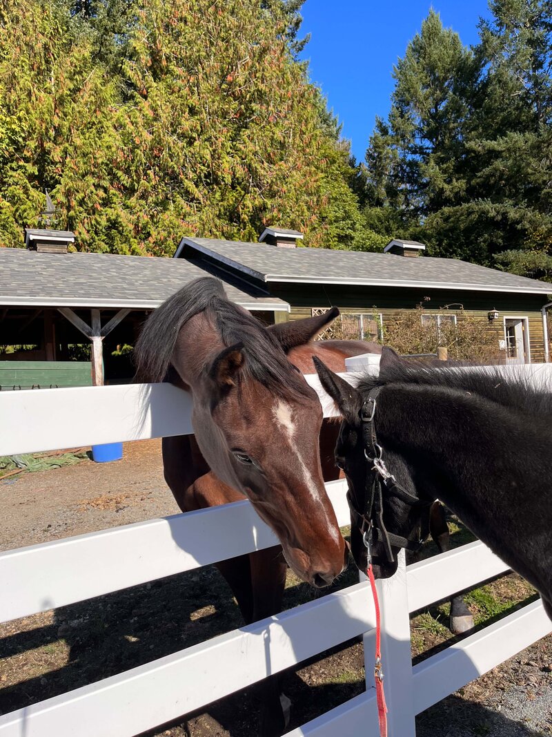 2 horses nuzzling each other over a white fence