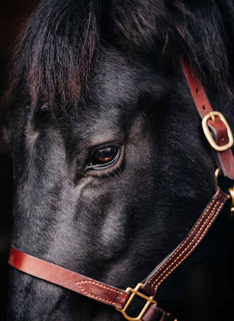black horse in leather headcollar